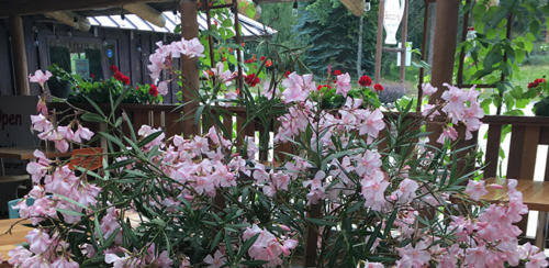 blooming Oleander